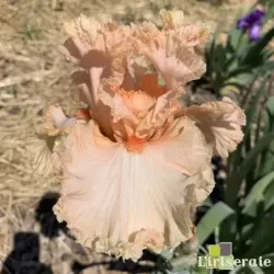 IRIS PARISIAN LACE - L'iriseraie - KUTTOLSHEIM ALSACE FRANCE