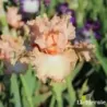 IRIS PARISIAN LACE - L'iriseraie - KUTTOLSHEIM ALSACE FRANCE