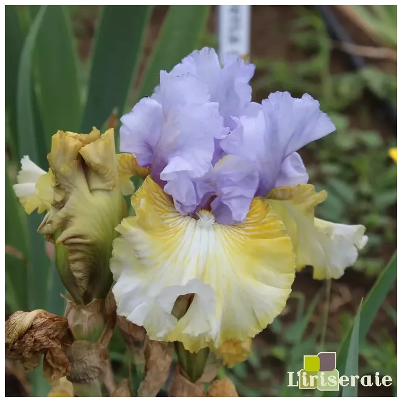 IRIS PARTY'S OVER - L'iriseraie - KUTTOLSHEIM ALSACE FRANCE