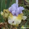 IRIS PARTY'S OVER - L'iriseraie - KUTTOLSHEIM ALSACE FRANCE