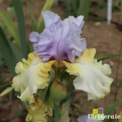 IRIS PARTY'S OVER - L'iriseraie - KUTTOLSHEIM ALSACE FRANCE