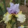 IRIS PARTY'S OVER - L'iriseraie - KUTTOLSHEIM ALSACE FRANCE