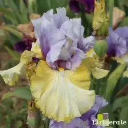 IRIS PARTY'S OVER - L'iriseraie - KUTTOLSHEIM ALSACE FRANCE