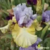 IRIS PARTY'S OVER - L'iriseraie - KUTTOLSHEIM ALSACE FRANCE