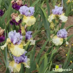 IRIS PARTY'S OVER - L'iriseraie - KUTTOLSHEIM ALSACE FRANCE