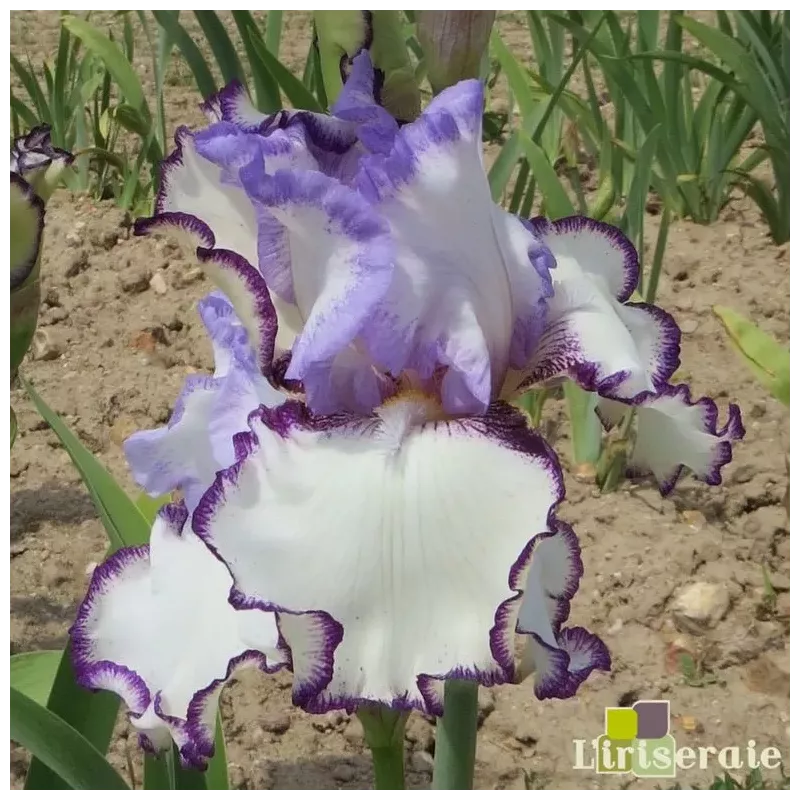 IRIS PETTICOAT SHUFFLE - L'iriseraie - KUTTOLSHEIM ALSACE FRANCE IRIS PETTICOAT SHUFFLE - L'iriseraie - KUTTOLSHEIM ALSACE FRANCE