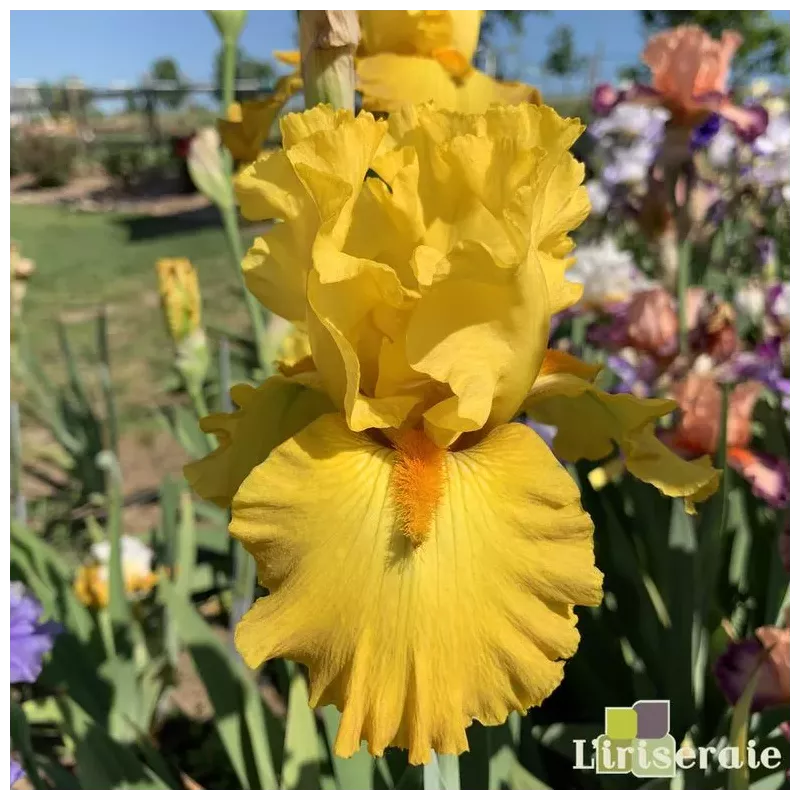 IRIS PLEINS PHARES - L'iriseraie - KUTTOLSHEIM ALSACE FRANCE