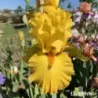 IRIS PLEINS PHARES - L'iriseraie - KUTTOLSHEIM ALSACE FRANCE
