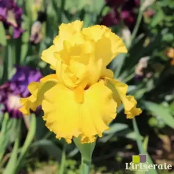 IRIS PLEINS PHARES - L'iriseraie - KUTTOLSHEIM ALSACE FRANCE