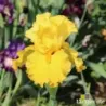 IRIS PLEINS PHARES - L'iriseraie - KUTTOLSHEIM ALSACE FRANCE