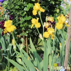 IRIS PLEINS PHARES - L'iriseraie - KUTTOLSHEIM ALSACE FRANCE