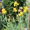IRIS PLEINS PHARES - L'iriseraie - KUTTOLSHEIM ALSACE FRANCE