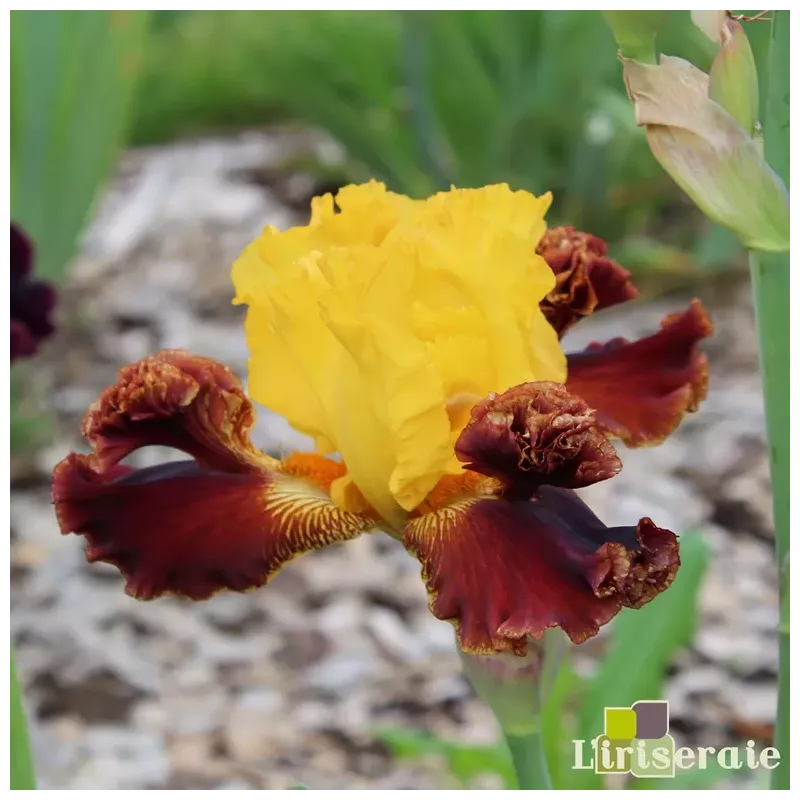 IRIS POM POM PARTY - L'iriseraie - KUTTOLSHEIM ALSACE FRANCE
