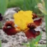 IRIS POM POM PARTY - L'iriseraie - KUTTOLSHEIM ALSACE FRANCE