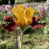 IRIS POM POM PARTY - L'iriseraie - KUTTOLSHEIM ALSACE FRANCE