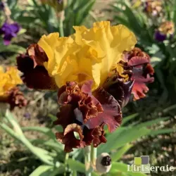 IRIS POM POM PARTY - L'iriseraie - KUTTOLSHEIM ALSACE FRANCE