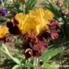IRIS POM POM PARTY - L'iriseraie - KUTTOLSHEIM ALSACE FRANCE