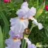 IRIS PRINCESSE DE MONACO - L'iriseraie - KUTTOLSHEIM ALSACE FRANCE