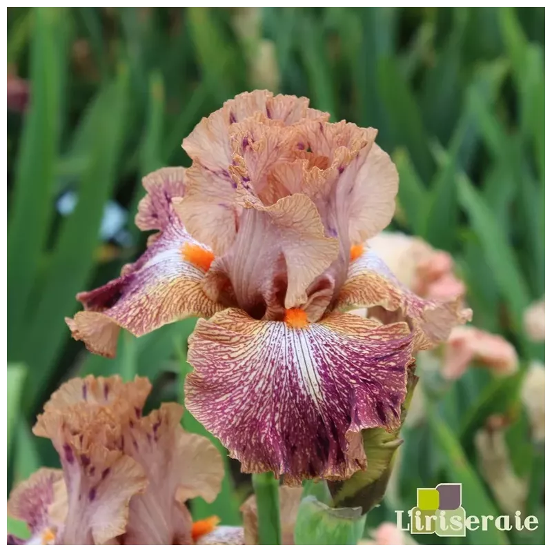 IRIS COCKTAIL - L'iriseraie - KUTTOLSHEIM ALSACE FRANCE IRIS COCKTAIL - L'iriseraie - KUTTOLSHEIM ALSACE FRANCE