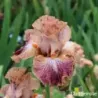 IRIS COCKTAIL - L'iriseraie - KUTTOLSHEIM ALSACE FRANCE