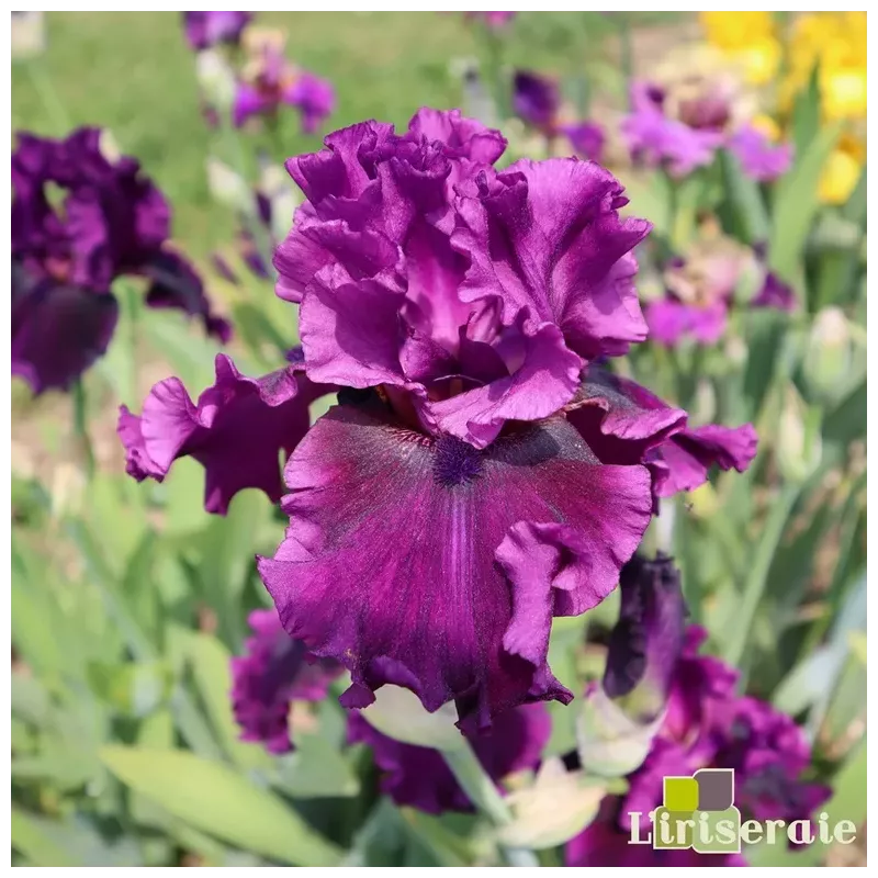 IRIS PURPLE SERENADE - L'iriseraie - KUTTOLSHEIM ALSACE FRANCE