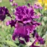 IRIS PURPLE SERENADE - L'iriseraie - KUTTOLSHEIM ALSACE FRANCE