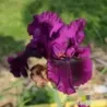 IRIS PURPLE SERENADE - L'iriseraie - KUTTOLSHEIM ALSACE FRANCE