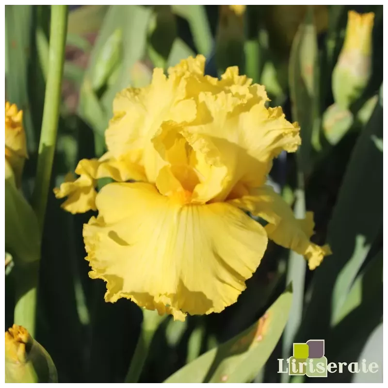 IRIS QUACK QUACK - L'iriseraie - KUTTOLSHEIM ALSACE FRANCE