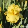 IRIS QUACK QUACK - L'iriseraie - KUTTOLSHEIM ALSACE FRANCE