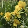 IRIS QUACK QUACK - L'iriseraie - KUTTOLSHEIM ALSACE FRANCE