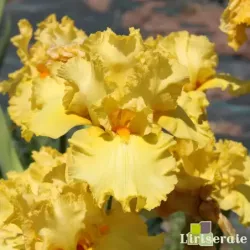 IRIS QUACK QUACK - L'iriseraie - KUTTOLSHEIM ALSACE FRANCE