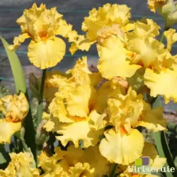 IRIS QUACK QUACK - L'iriseraie - KUTTOLSHEIM ALSACE FRANCE