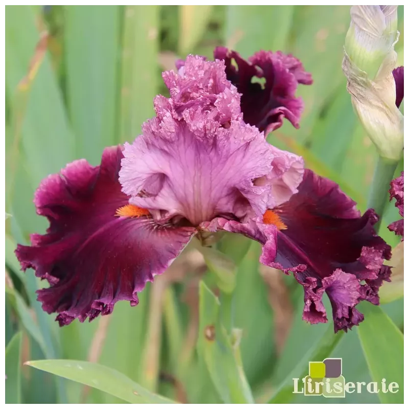 IRIS RARER THAN RUBIES - L'iriseraie - KUTTOLSHEIM ALSACE FRANCE IRIS RARER THAN RUBIES - L'iriseraie - KUTTOLSHEIM ALSACE FRANCE