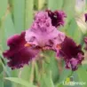 IRIS RARER THAN RUBIES - L'iriseraie - KUTTOLSHEIM ALSACE FRANCE