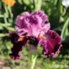 IRIS RARER THAN RUBIES - L'iriseraie - KUTTOLSHEIM ALSACE FRANCE
