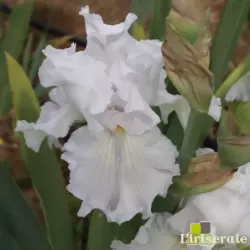 IRIS RE LA BLANCHE - L'iriseraie - KUTTOLSHEIM ALSACE FRANCE