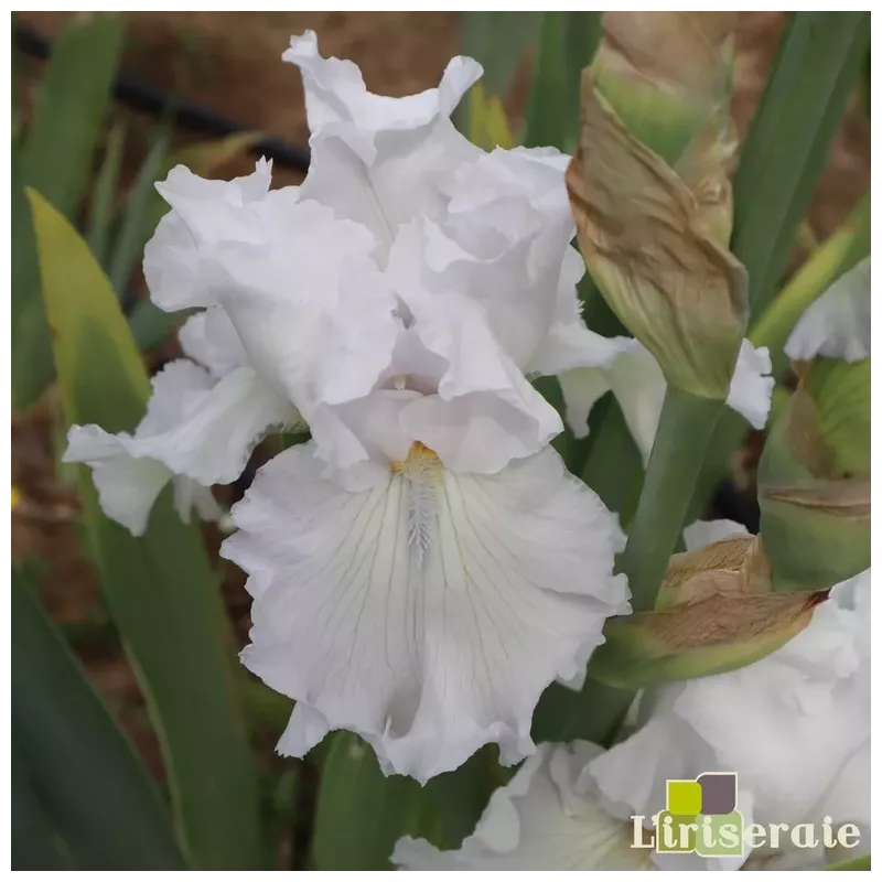 IRIS RE LA BLANCHE - L'iriseraie - KUTTOLSHEIM ALSACE FRANCE