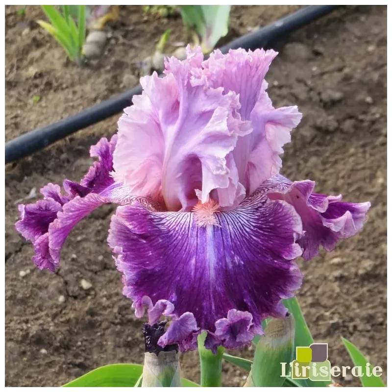 IRIS REINE DE SABA - L'iriseraie - KUTTOLSHEIM ALSACE FRANCE