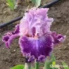 IRIS REINE DE SABA - L'iriseraie - KUTTOLSHEIM ALSACE FRANCE