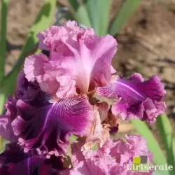 IRIS REINE DE SABA - L'iriseraie - KUTTOLSHEIM ALSACE FRANCE