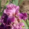 IRIS REINE DE SABA - L'iriseraie - KUTTOLSHEIM ALSACE FRANCE