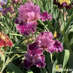 IRIS REINE DE SABA - L'iriseraie - KUTTOLSHEIM ALSACE FRANCE