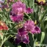 IRIS REINE DE SABA - L'iriseraie - KUTTOLSHEIM ALSACE FRANCE