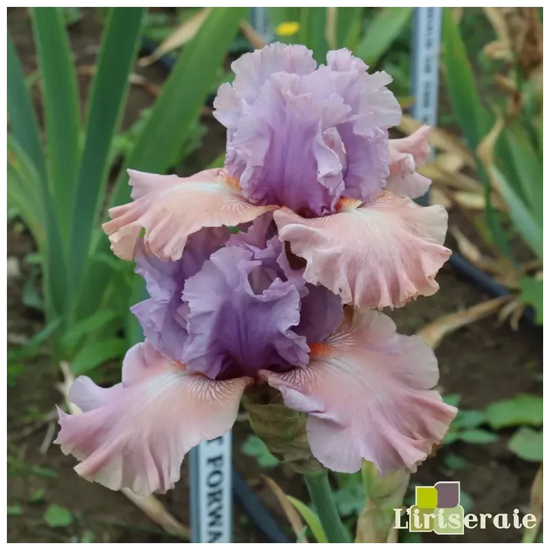 IRIS ROLE REVERSAL - L'iriseraie - KUTTOLSHEIM ALSACE FRANCE