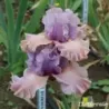IRIS ROLE REVERSAL - L'iriseraie - KUTTOLSHEIM ALSACE FRANCE