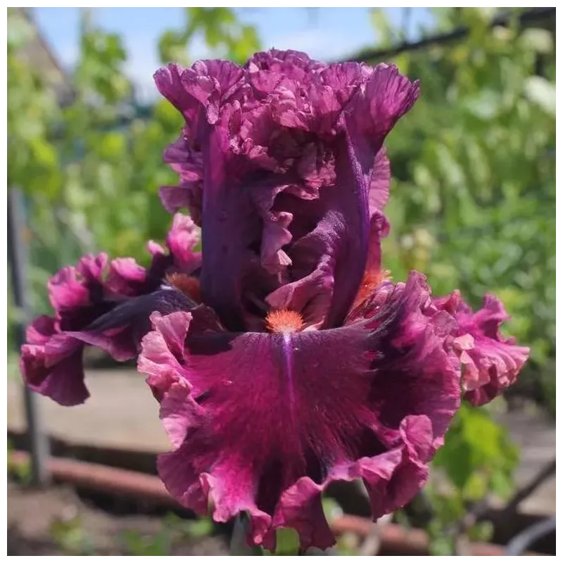IRIS ROMANTIC GENTLEMAN - L'iriseraie - KUTTOLSHEIM ALSACE FRANCE