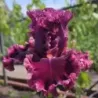 IRIS ROMANTIC GENTLEMAN - L'iriseraie - KUTTOLSHEIM ALSACE FRANCE