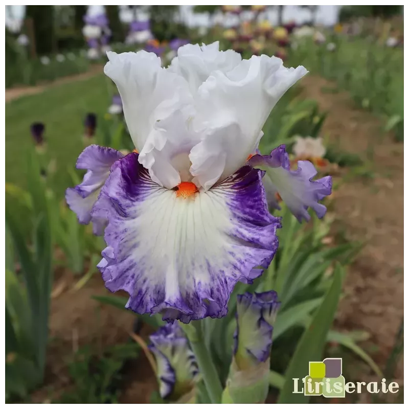 IRIS ROMANTICO - L'iriseraie - KUTTOLSHEIM ALSACE FRANCE