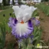 IRIS ROMANTICO - L'iriseraie - KUTTOLSHEIM ALSACE FRANCE