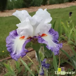 IRIS ROMANTICO - L'iriseraie - KUTTOLSHEIM ALSACE FRANCE